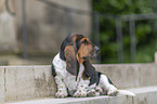 Basset Hound Welpe