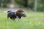 Basset Hound Welpe