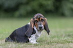 Basset Hound Welpe