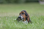 Basset Hound Welpe