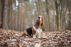 sitzender Basset Hound