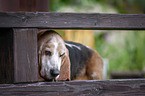 Basset Hound