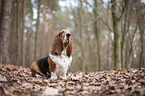 sitzender Basset Hound