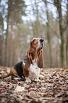 sitzender Basset Hound