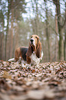 stehender Basset Hound