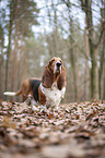 stehender Basset Hound