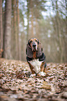 sitzender Basset Hound