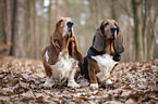 sitzender Basset Hound