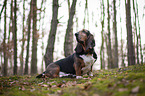 sitzender Basset Hound