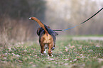 rennender Basset Hound