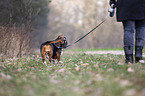 stehender Basset Hound