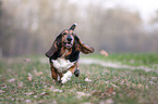 rennender Basset Hound