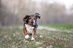 rennender Basset Hound