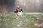 rennender Basset Hound