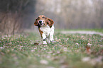 rennender Basset Hound