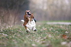 rennender Basset Hound