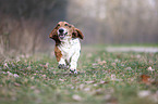 rennender Basset Hound