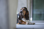 liegender Basset Hound