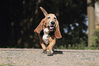 rennender Basset Hound