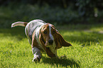 laufender Basset Hound