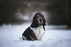 sitzender Basset Hound