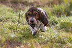 junger Basset Hound