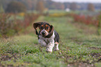 junger Basset Hound