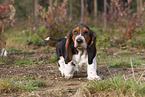 junger Basset Hound