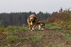 2 Basset Hounds