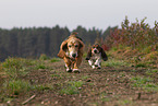 2 Basset Hounds