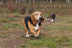 2 Basset Hounds