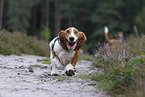 rennender Basset Hound