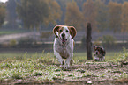 2 Basset Hounds