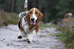 rennender Basset Hound