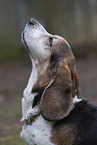 Basset Hound Portrait