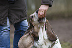 Basset Hound Portrait