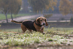 rennender Basset Hound