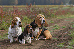 3 Basset Hounds