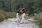 rennender Basset Hound