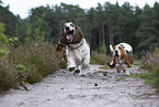 2 Basset Hounds