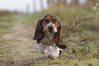 junger Basset Hound