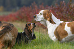 3 Basset Hounds