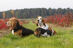 3 Basset Hounds