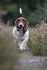 rennender Basset Hound