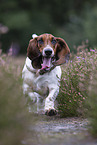 rennender Basset Hound