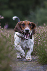 rennender Basset Hound