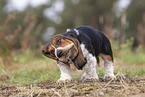 junger Basset Hound