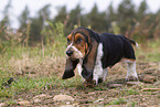 junger Basset Hound
