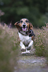 rennender Basset Hound