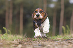junger Basset Hound